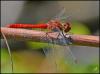 Sympetrum sanguineum